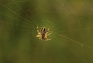 Spidy sunlight