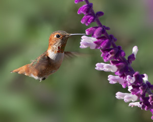 Hummingbird feeding on Mexican Sage.