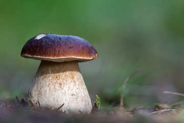 a Mushroom Boletus