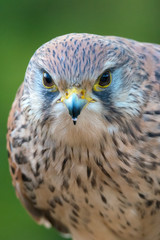 The common kestrel (Falco tinnunculus)