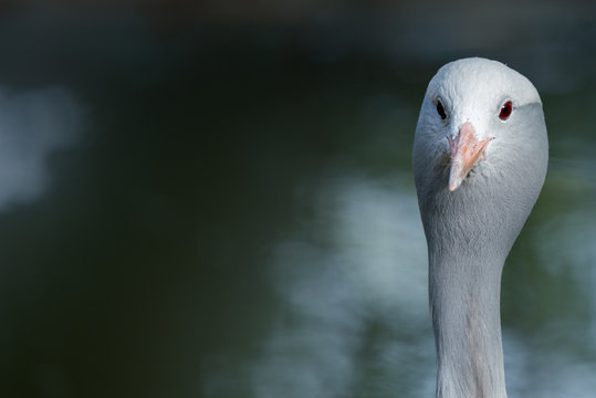 The blue crane (Grus paradisea)