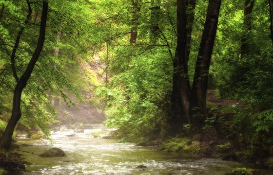 Fluss im Wald mit leichtem Nebel dar&uuml;ber, auf den Licht f&auml;llt