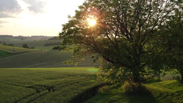 Aerial of a beautiful tree in the sunset in the middle of fields and nature with the drone flying to the side