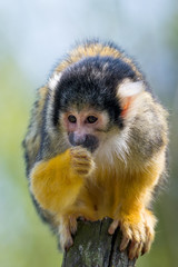 Naklejka na ściany i meble The black-capped squirrel monkey (Saimiri boliviensis)
