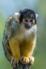 Naklejka na ściany i meble The black-capped squirrel monkey (Saimiri boliviensis)