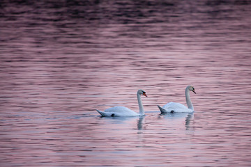 Swans in the pale winter light during sunset in Stockholm, Sweden