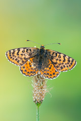 red-band fritillary - Melitaea didyma