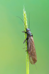 The Plecoptera commonly known as stoneflies - obrazy, fototapety, plakaty