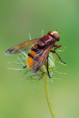 the hornet mimic hoverfly - Volucella zonaria