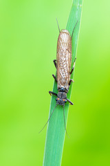 The Plecoptera commonly known as stoneflies - obrazy, fototapety, plakaty