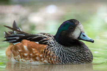 The Chiloé wigeon (Mareca sibilatrix)