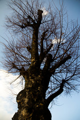 winter tree