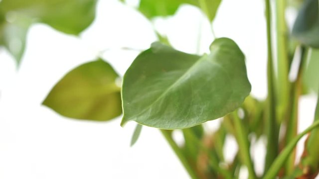 philodendron interior house plant with big leafs, slider video