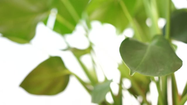 philodendron interior house plant with big leafs, slider video