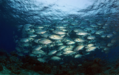 Black jack, Caranx lugubris, big pack of fishes on the island of Sipadan.