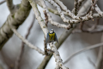 Mavi baştankara » Eurasian Blue Tit » Cyanistes caeruleus