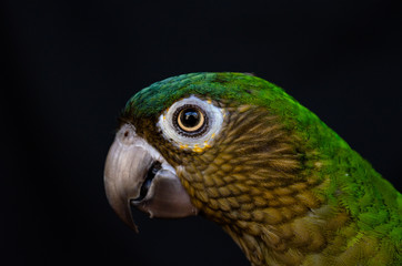 close up porrait of Parakeet staring at camera facing left