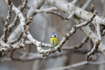 Fototapeta premium Mavi baştankara » Eurasian Blue Tit » Cyanistes caeruleus