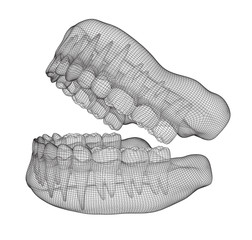 human jaw. 3d vector layout. medicine and health