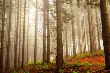 Fichtenwald mit hohen Stämmen vor einem hellen Nebel