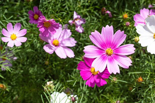 Colorful Cosmos sulphureus Cav flowers in garden.