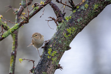 Çıvgın » Common Chiffchaff » Phylloscopus collybita