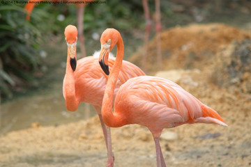 Orange Flamingo standing looking straight into the camera 