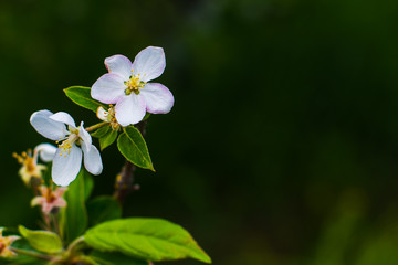 Apple tree blooms in spring