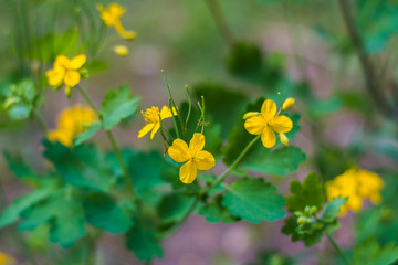 Field of little yellow flowers