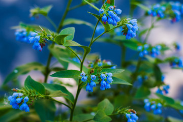 small blue bells flowers