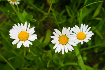 chamomile flowers in the field