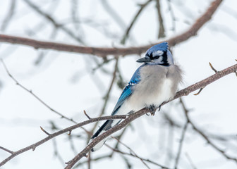 Blue Jay Perched in a Woody Area of Birch and Aspen in Lamarche, Quebec, Canada