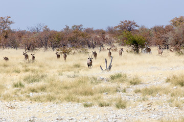 Animals arriving at water hole