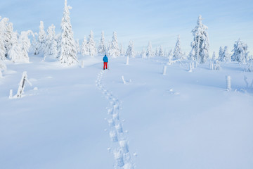 Fototapeta premium Aerial view of snowshoes walker in snowy forest