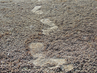 footprints in the sand