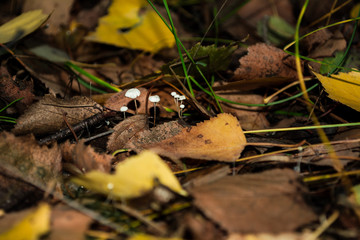toadstool mushrooms in the fores