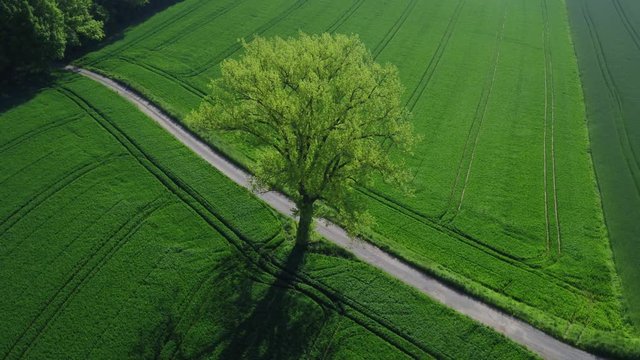 Aerial of a beautiful green tree in the summer in the middle of fields and nature with the drone flying around
