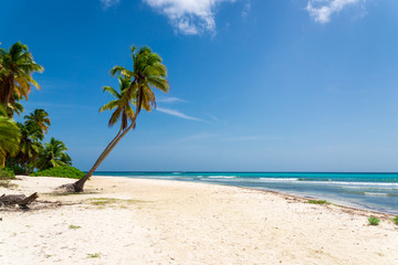 Palm tree on the beach, Dominican republic Isla Saona