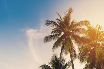 Fototapeta na wymiar Coconut palm tree at tropical coast with vintage tone
