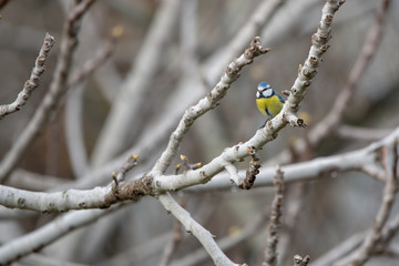Mavi baştankara » Eurasian Blue Tit » Cyanistes caeruleus