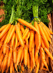 Bunches of colorful orange carrots with green tops .