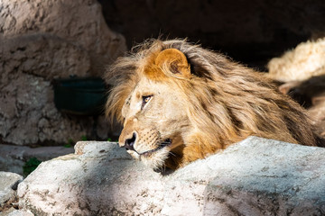 Lion