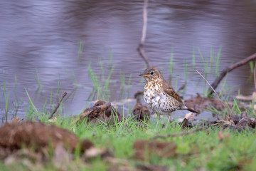 Çayır incirkuşu » Meadow Pipit » Anthus pratensis