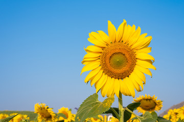 Sunflower field with cloudy blue sky
