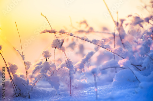 Frosted And Snowy Grasses Selective Focus And Shallow Depth