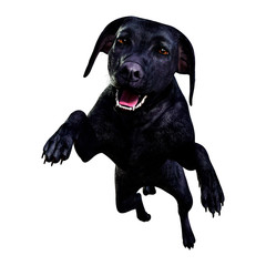 3D Rendering Labrador Dog on White