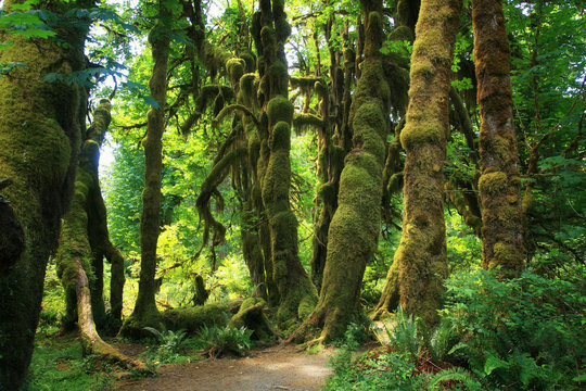 rain forest in Olympic National Park