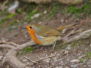 Robin 