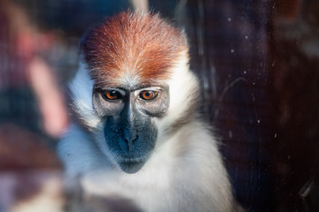 Portrait d'un petit singe mangabey