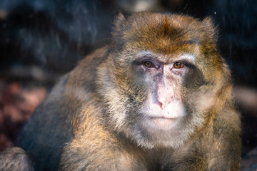 Portrait d'un macaque de Barbarie